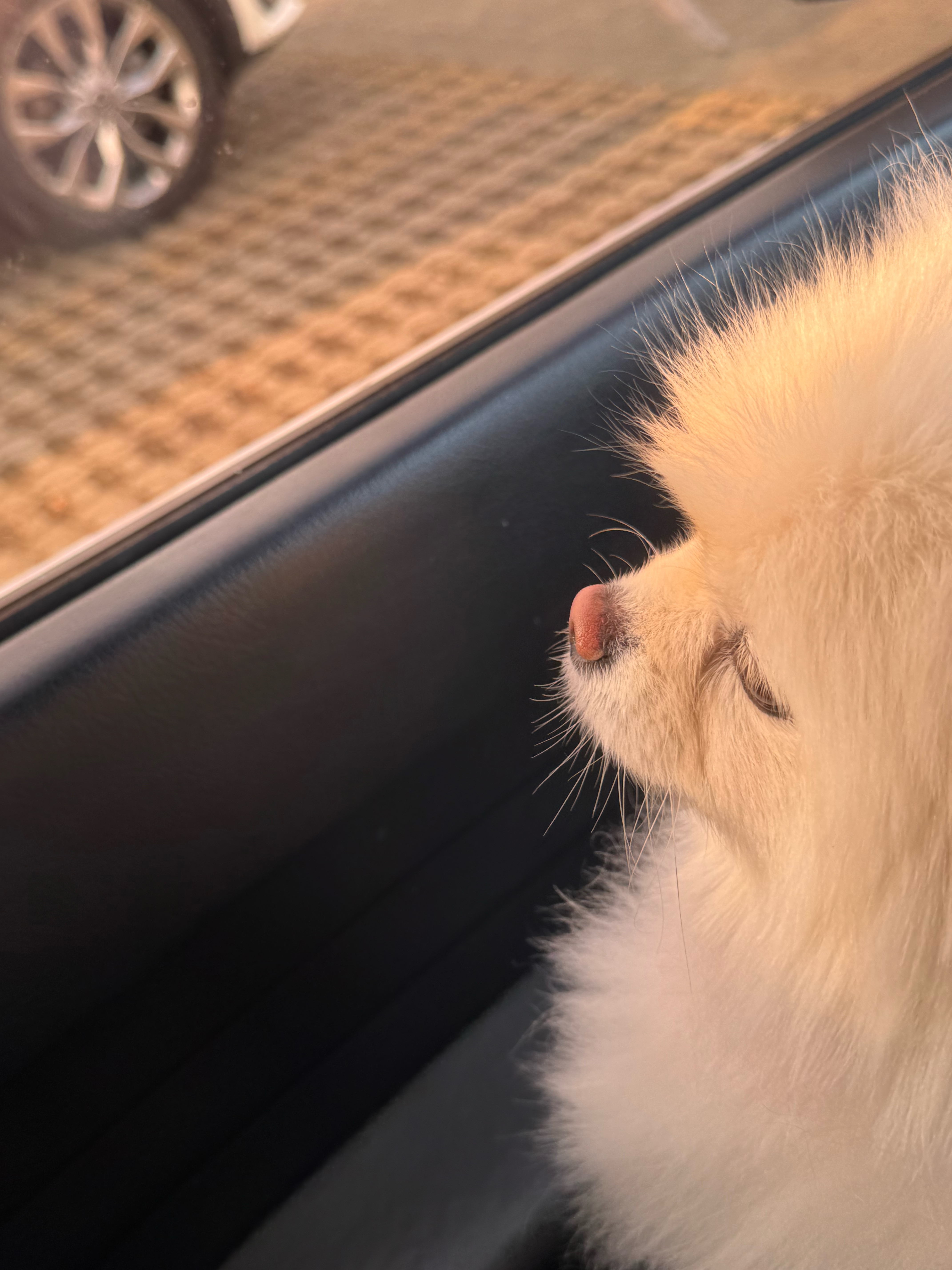 아는 🐶 산책