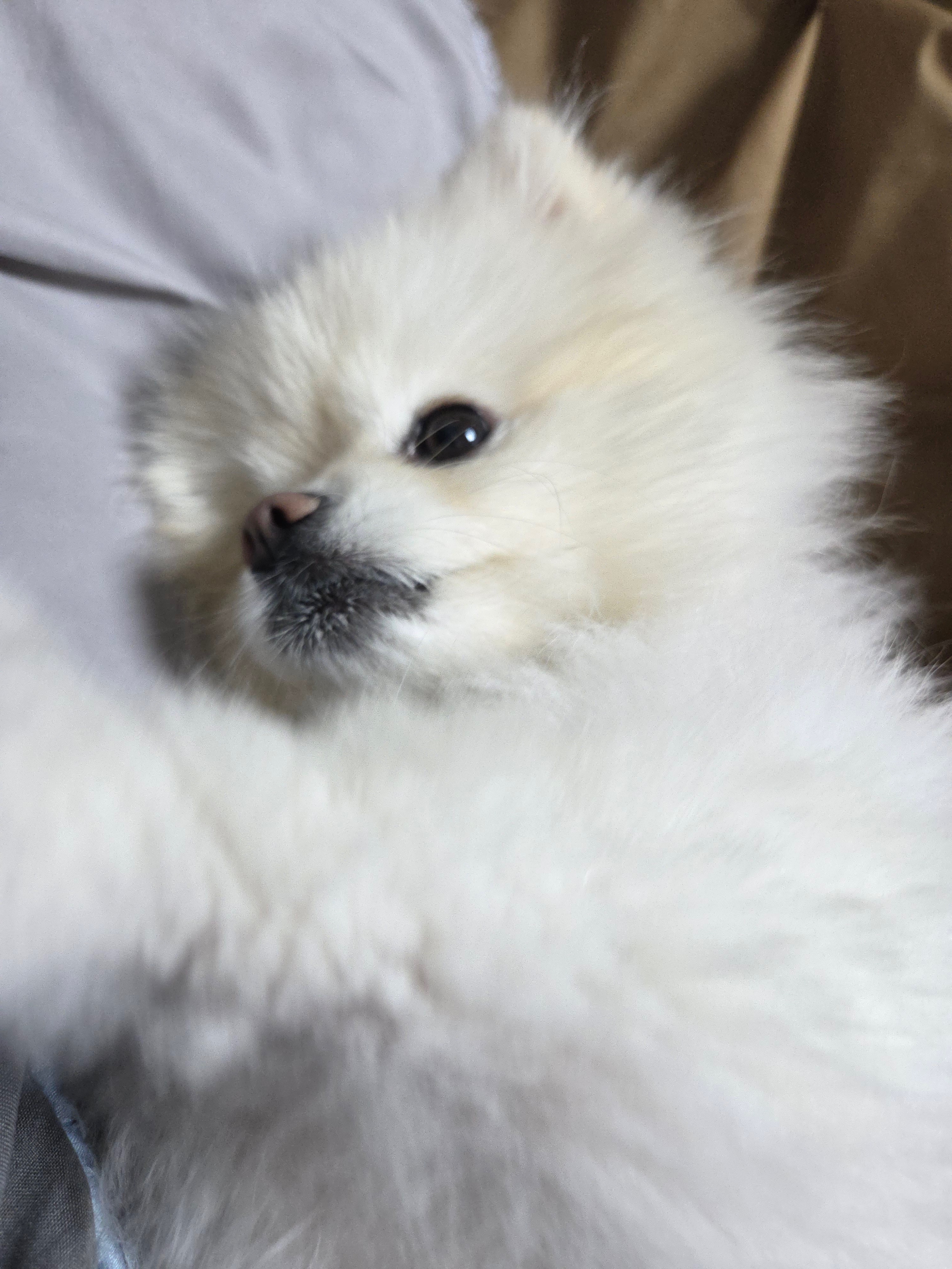 아는 🐶 산책