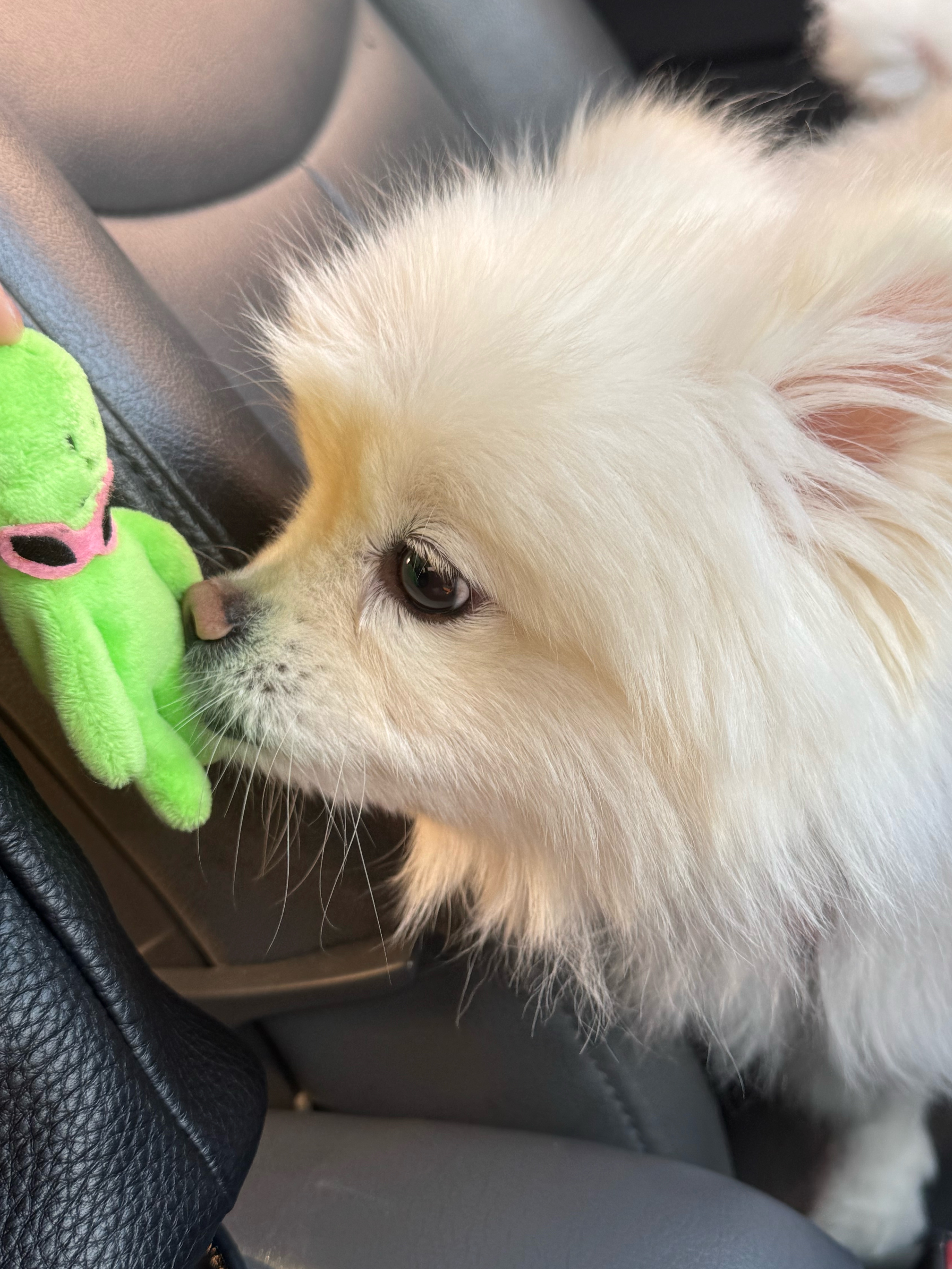 아는 🐶 산책
