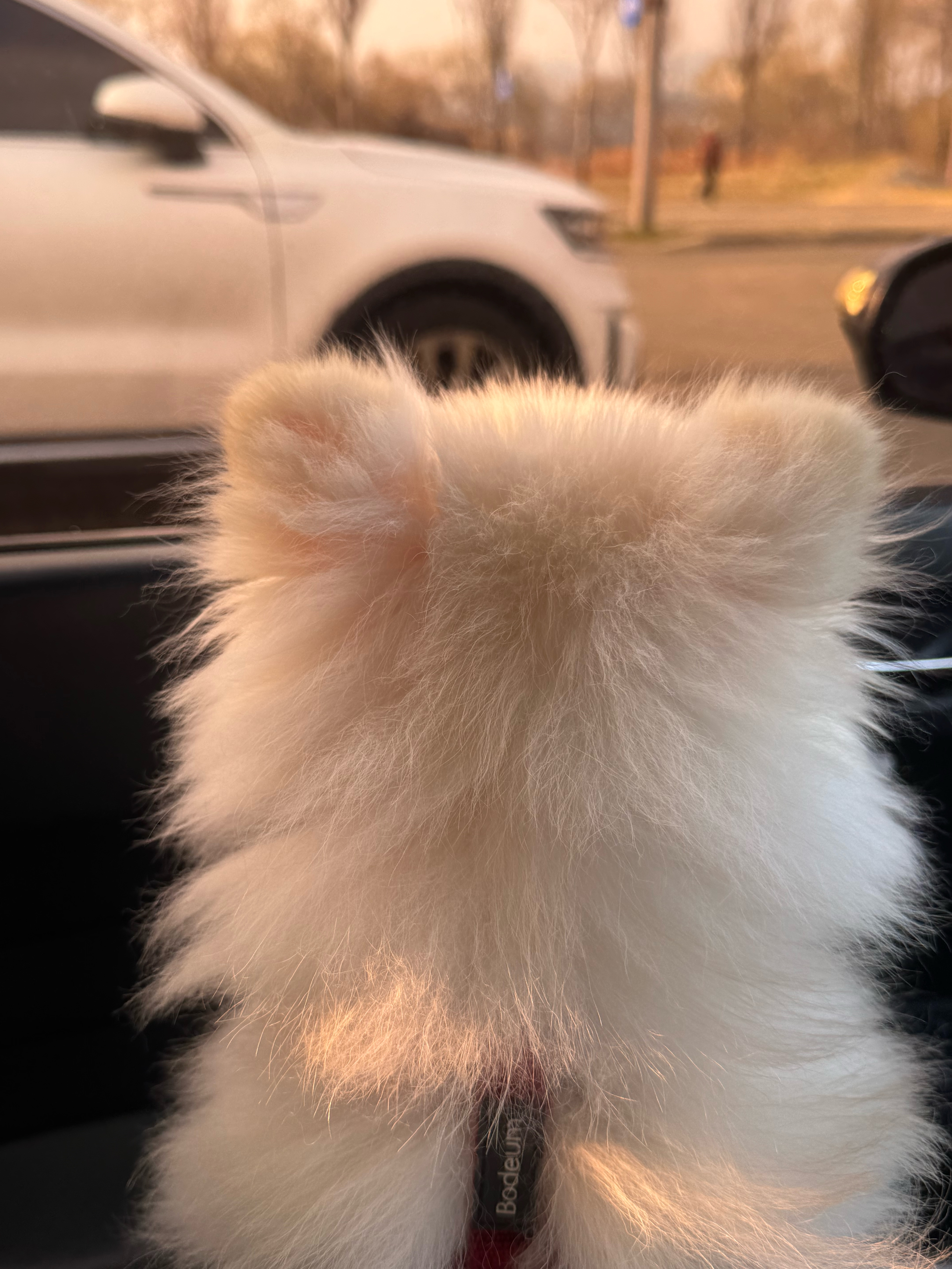 아는 🐶 산책