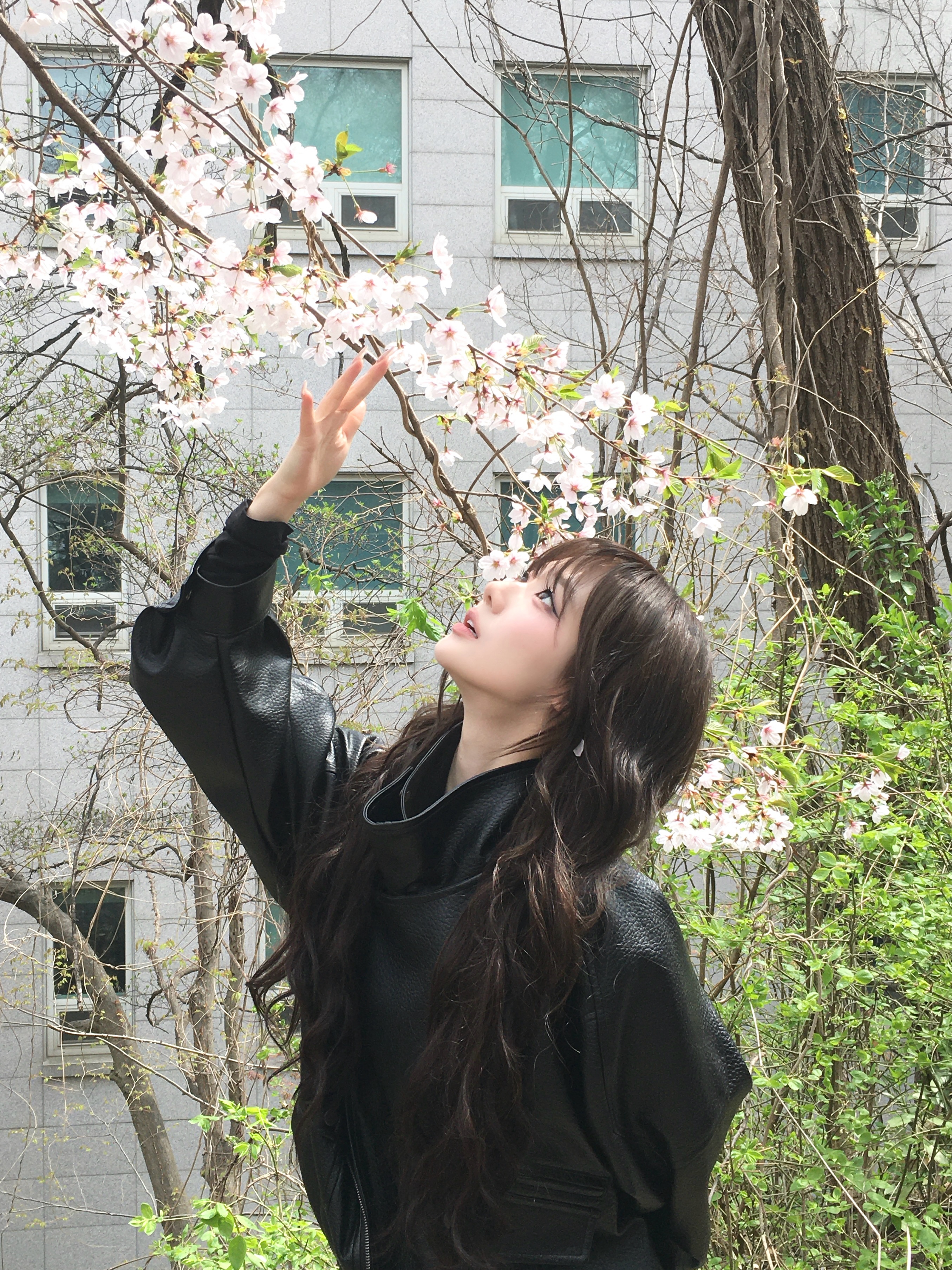 벚꽃!!!